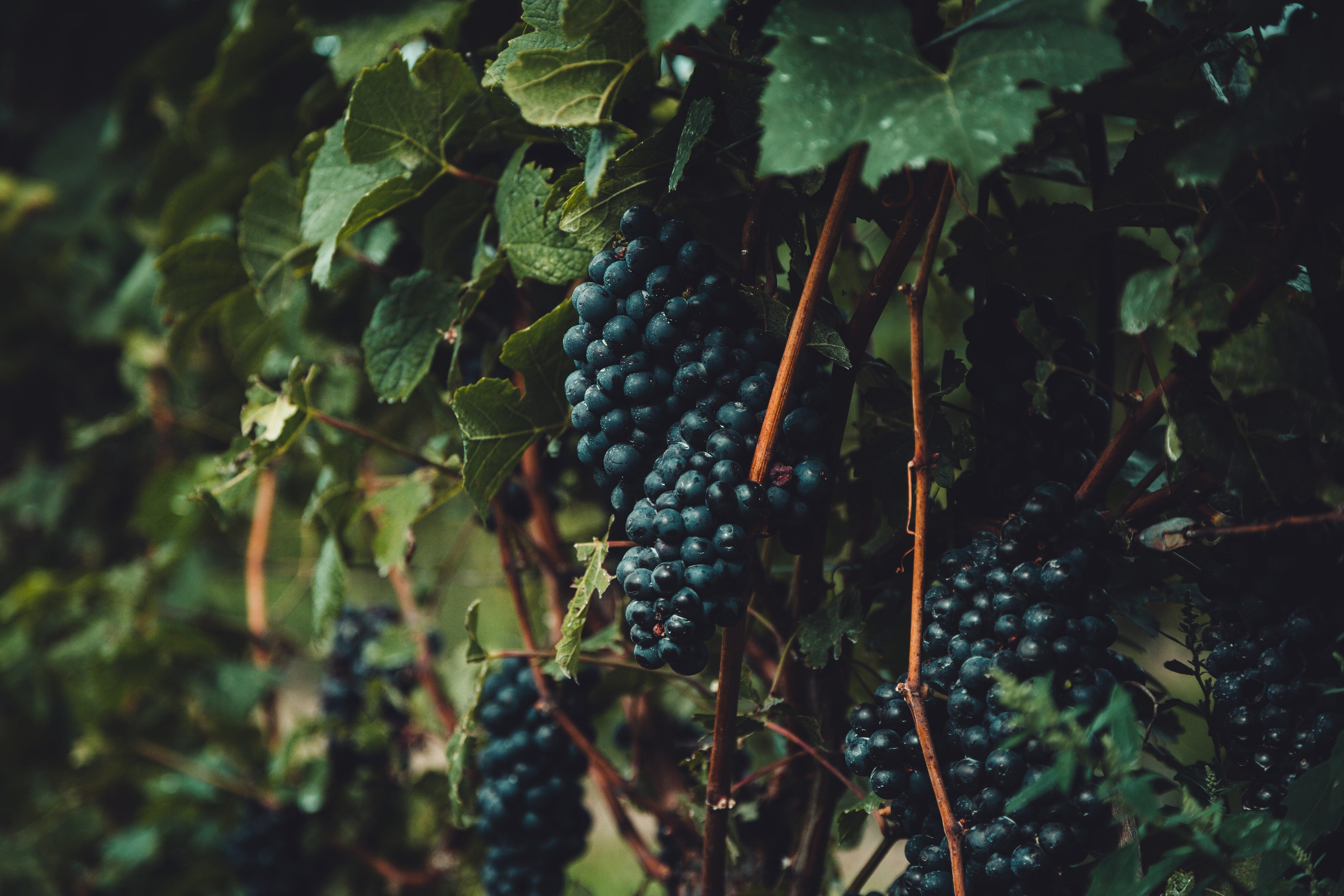 grapes-on-the-vine - hezkavina